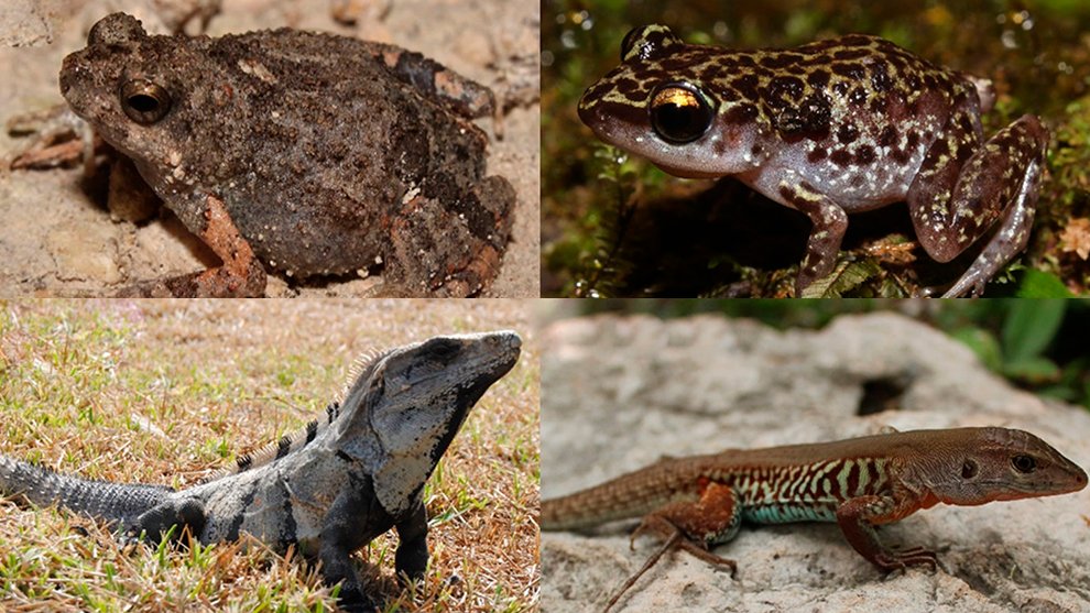 02rmb-des-nov-Herpetological-diversity