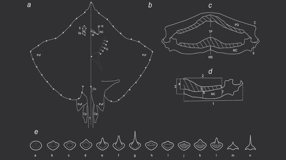 03rmb-des-nov-Evolutionary-ecomorphology