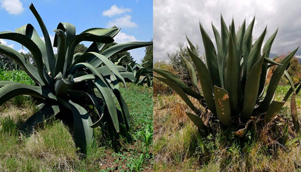 08des-ene-pulque-agave