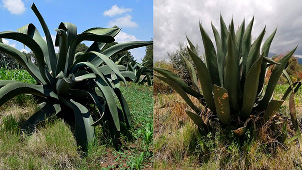 08des-ene-pulque-agave