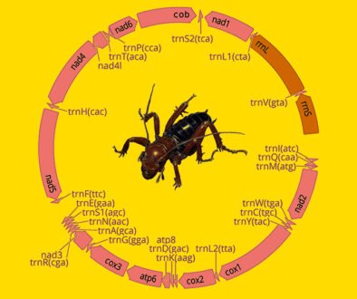 12des-ene-mitochondrial-genome