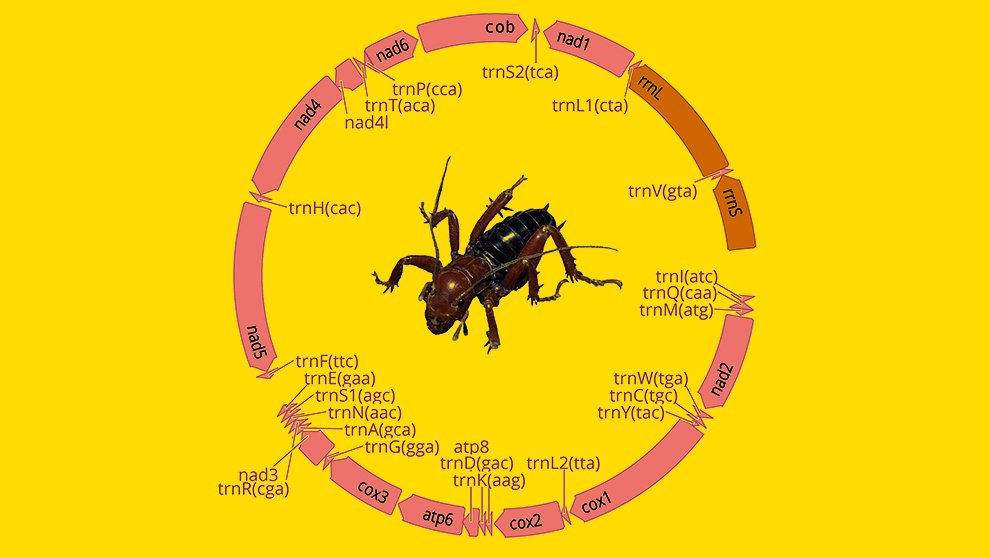 12des-ene-mitochondrial-genome