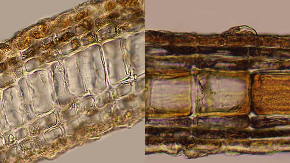 09des-ago-Lobophora-dispersa