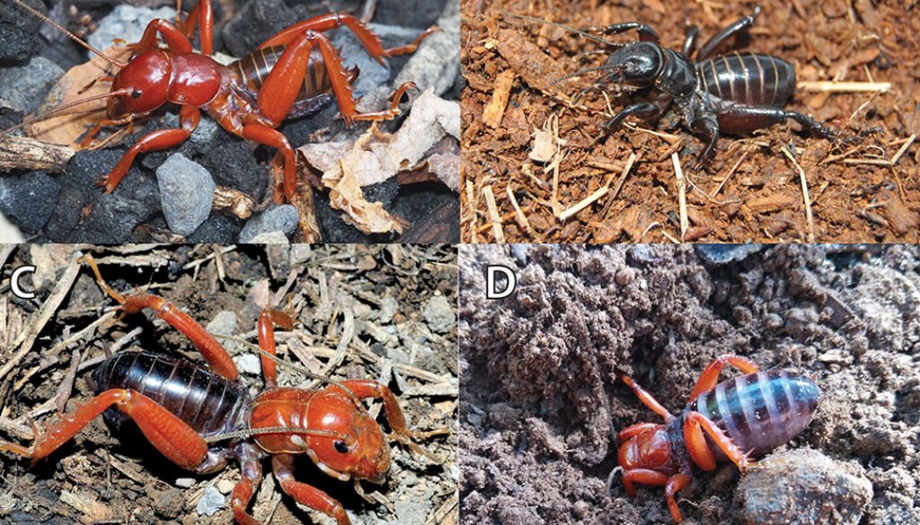 07des-Stenopelmatus-octubre