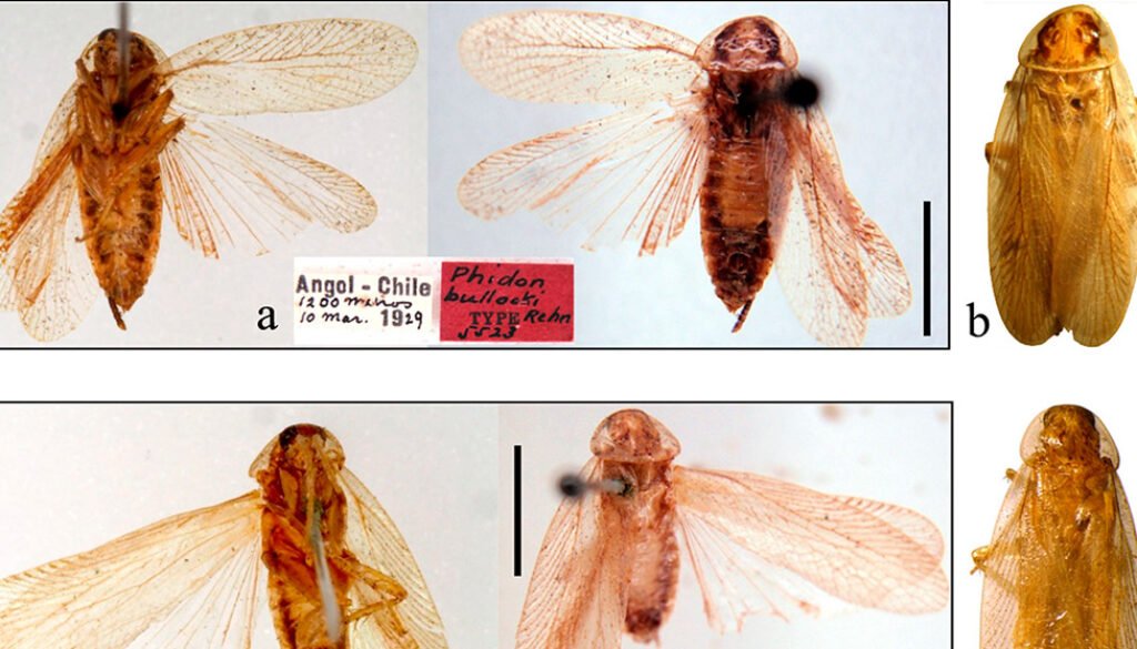 03des5188-estudio-taxonomico