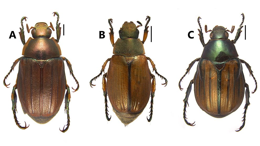 Taxonomía y sistemática