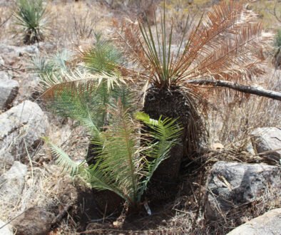 4destaca-Dioon-vovidesii-oct-2026