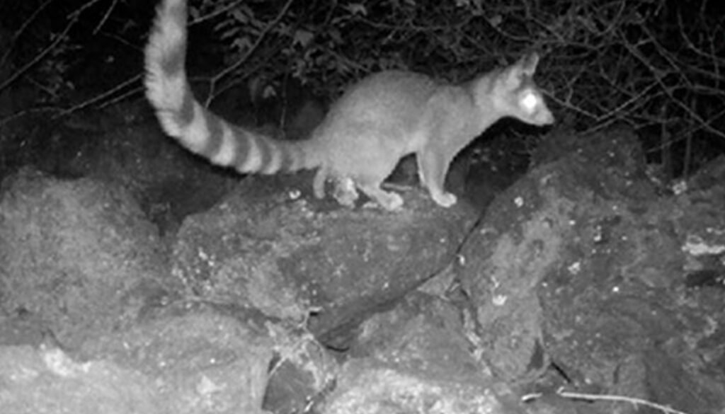 5215destaca-Ringtails-jun-oct-2024