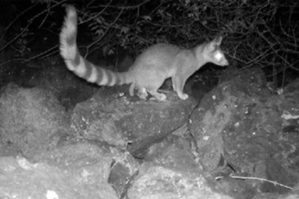 5215destaca-Ringtails-jun-oct-2024