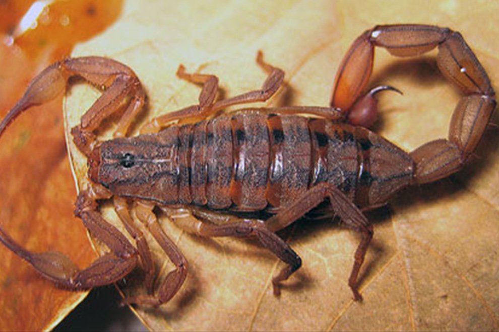 5229destaca-scorpion-jun-oct-2024