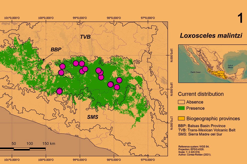 5233destaca-Loxosceles-jun-oct-2024