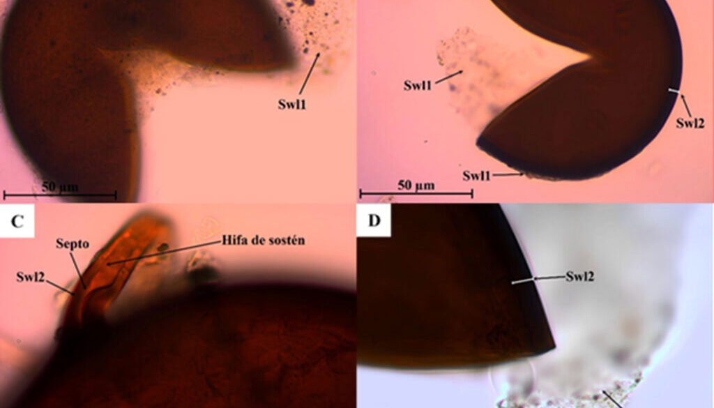 5293-FIG-2-12cm