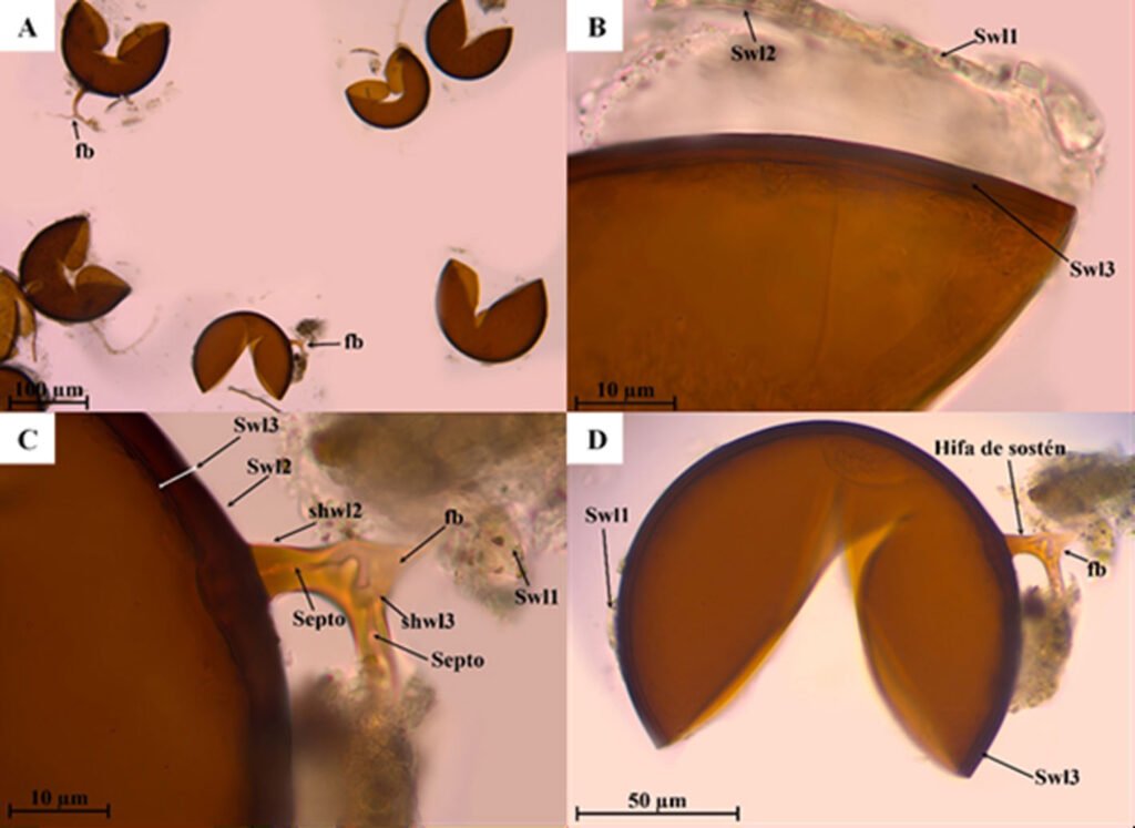 Figura 3. Estructura subcelular de Septoglomus furcatum A) Grupo de esporas, bifurcación de hifa (fb), característica de la especie en PVLG (10x); B) capas externas Swl1-3 en reactivo de Melzer (100x); C) capas externas Swl1-3 de la pared de la espora, capas Shwl1-2, septo y bifurcación de la hifa de sostén en reactivo de Melzer (100x); D) espora e hifa de sostén en PVLG (40x).