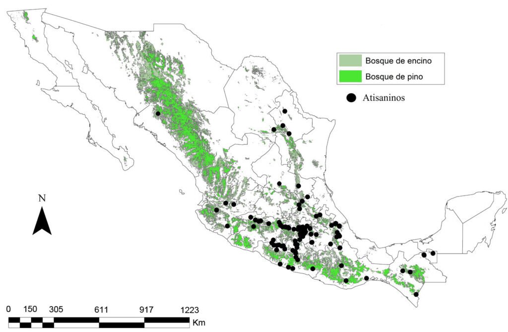 Figura 3. Puntos georreferenciados de registros de atisaninos en bosques de pino y encino en México. Mapa elaborado por J.A. Pinedo-Escatel.