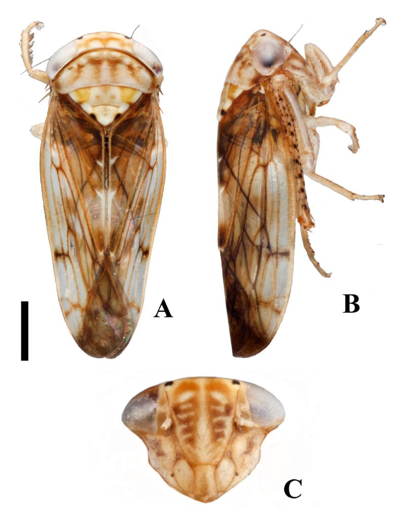 Figura 4. Eutettix amixtlanus sp. nov., aspecto general macroscópico del holotipo macho. A, Hábito general en vista dorsal; B, hábito general en vista lateral; C, hábito del rostro en vista anterior. Escala 1 mm.