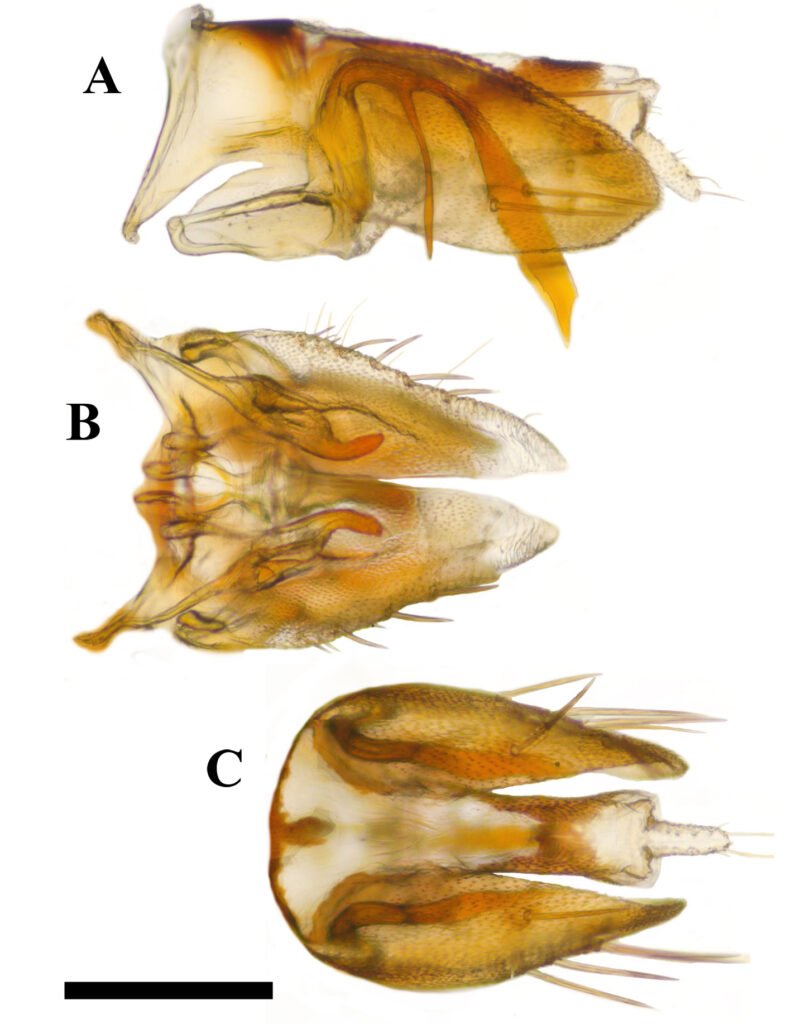 Figura 5. Eutettix amixtlanus sp. nov., capsula genital del holotipo. A, Pigóforo en vista dorsal; B, placas subgenitales, estilos y conectivo en vista ventral; C, pigóforo y segmento X y XI en vista dorsal. Escala 0.5 mm.