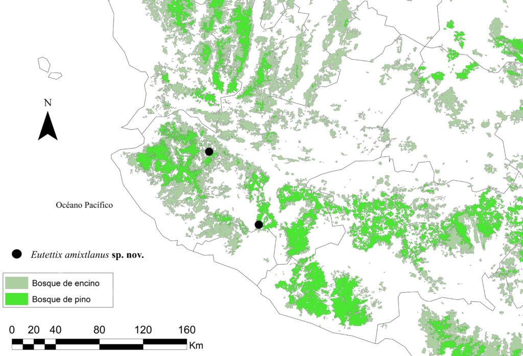 Figura 7. Distribución de Eutettix amixtlanus sp. nov. en el estado de Jalisco. Mapa elaborado por J.A. Pinedo-Escatel.