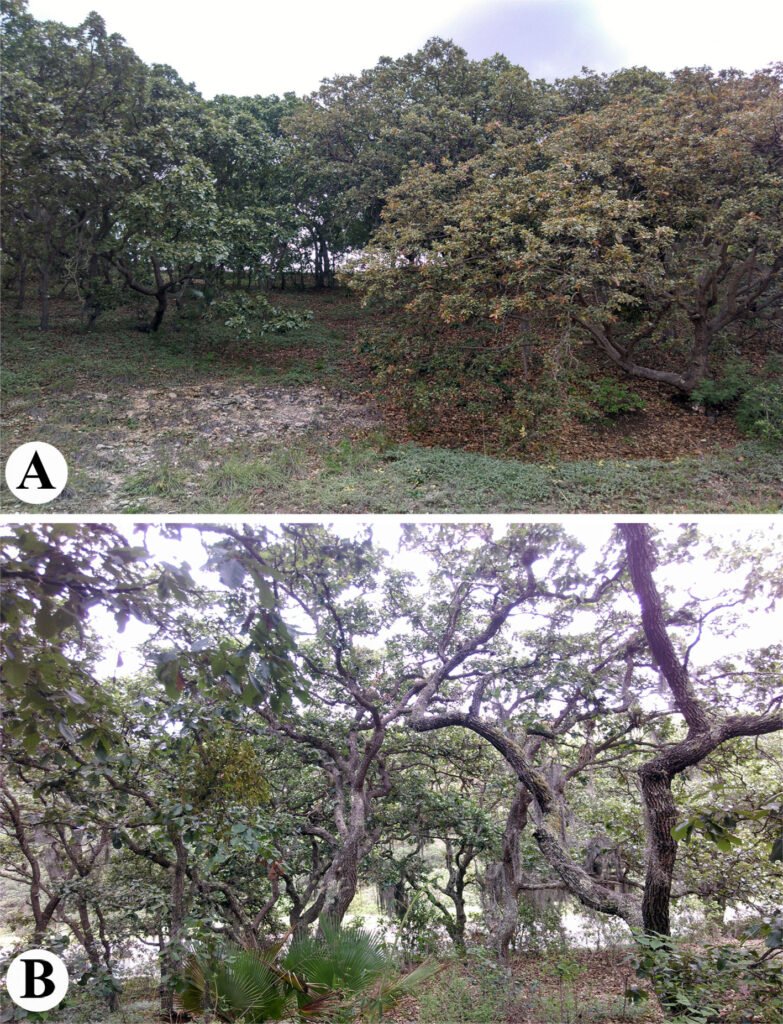 Figura 8. Bosque de encino en localidades donde los especímenes fueron recolectados en la proximidad de la sierra Madre del Sur, Jalisco.