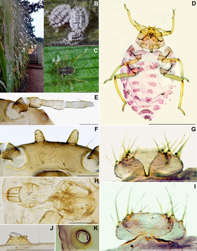 Figure 1. Colonies and structures of Pseudoregma panicola. A, Leaf of Arundo donax infested by P. panicola colonies; B, live adults and nymph waxy covered, 1 mm scale; C, first instar nymph, 0.5 mm scale; D, habitus of aptera, 0.5 mm scale; E, antenna, 0.1 mm scale; F, frontal horns, 0.1 mm; G, ana plate bilobed, 0.1 mm scale; H, rostrum, 0.1 mm scale; I, cauda knobbed, 0.1 mm scale; J, K, sifunculus, lateral view and frontal view, 0.1 mm scale.