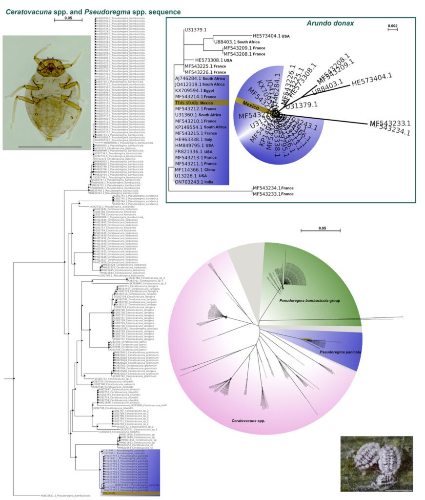Figure 2. Comparative dendrogram of Hormaphidinae aphids and comparative dendrogram of Arundo donax sequences, registered in Genbank and specimens from the study site.