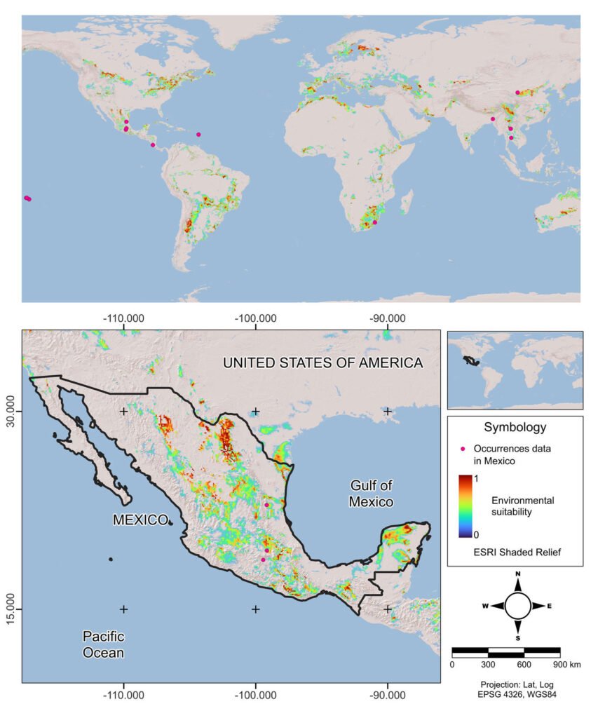 Figure 4. Ecological niche model of Pseudoregma panicola. The color bar depicts the environmental suitability of the species worldwide and Mexico.