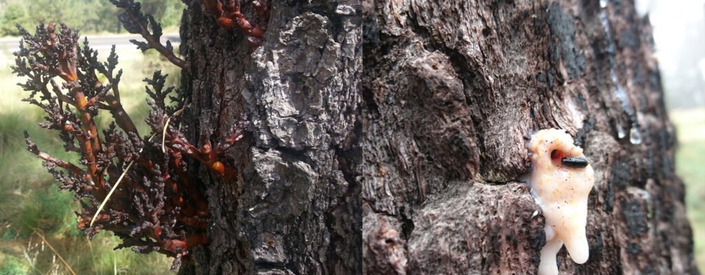 Figura 2. Izquierda, Arceuthobium vaginatum; derecha, Dendroctonus adjunctus en Pinus hartwegii.