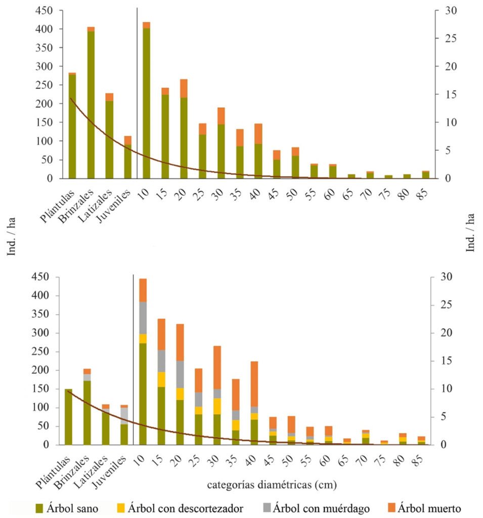 Figura 4. Efecto de Arceuthobium vaginatum y Dendroctonus adjunctus sobre la estructura de Pinus hartwegii. Arriba, sitios sin muérdago descortezador; abajo sitios atacados por ambos patógenos.