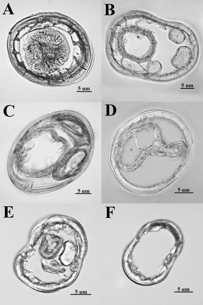 Figure 2. Heteromyoxyuris garciaprietoi