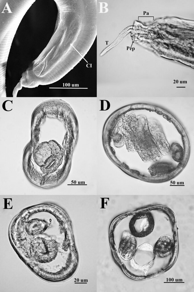 Figure 4. Heteromyoxyuris garciaprietoi n. sp.