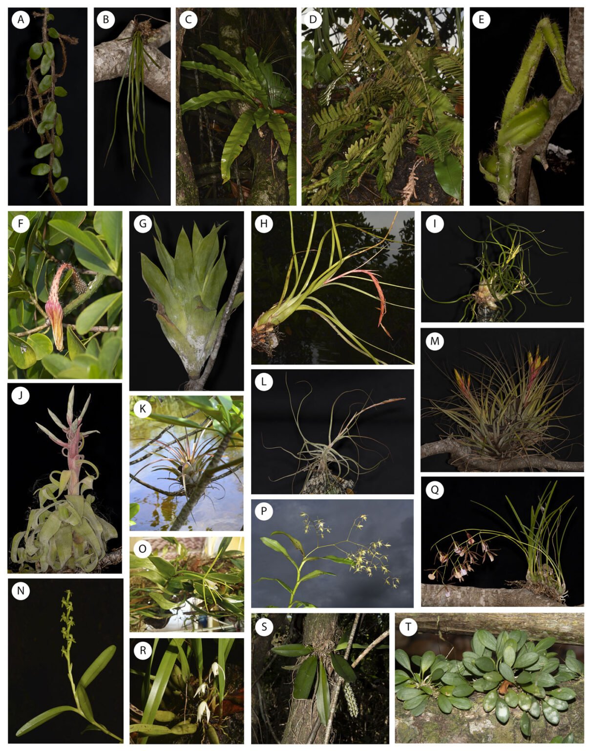 Vascular epiphyte community of an inland mangrove - Revista Mexicana de ...