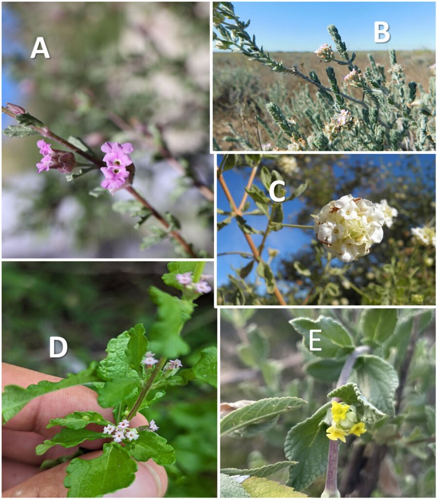 Figura 4. Lámina de las fotografías de los 5 taxones de orégano de la península de Baja California. A, Lippia domingeziorum, rama con inflorescencia incipiente; B, ramillas con infloresencias de Lippia (Burroughsia) fastigiata; C, espiga de Lippia Formosa; D, ramilla de Lippia palmeri; E, ramilla de Lippia carterae, foto de Sula Vanderplank (https://mexico.inaturalist.org/observations/158690459). Fotografías de José Luis León-de la Luz (A-D).