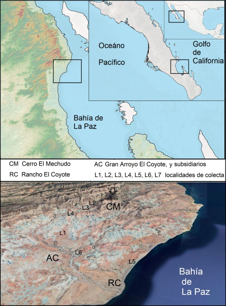 Figura 1. Ubicación geográfica de la población de Lippia domingeziorum en el sur de la Sierra de La Giganta, bajo el cerro Cabeza del Mechudo, bahía de La Paz, en la península de Baja California, México. Las flechas muestran los arroyos arenosos y rocosos donde se observaron y contabilizaron ejemplares; también revelan el área potencial estimada de esta nueva especie. Las estrellas muestran los sitios de colecta del tipo y los 5 paratipos.