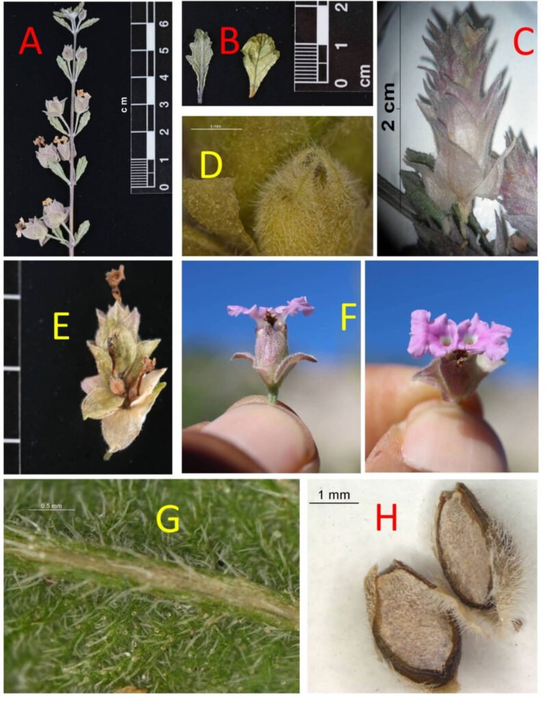 Figura 3. Lámina compuesta de imágenes fotográficas de Lippia domingeziorum. A, Rama con espigas jóvenes en la axila de los nodos del tallo; B, variación de la morfología foliar, notar los 3 pares de lóbulos simétricos en la mitad superior de las hojas; C, espiga en fase avanzada; D, cáliz adherente mostrando los 4 diminutos sépalos; E, interior de una bráctea mostrando la flor y una bráctea basal estéril; F, flores mostrando el limbo extendido, con el labio superior y el inferior con 3 lóbulos, notar el color blanco interno del tubo; G, indumento abaxial de la hoja, con pubescencia grisácea, notar las diminutas gotas de los tricomas glandulares; H, esquizocarpo con 2 pirenos. Fotografías de Alfonso Medel Narváez (A, B, E) y José Luis León-de la Luz (C, D, F, G).