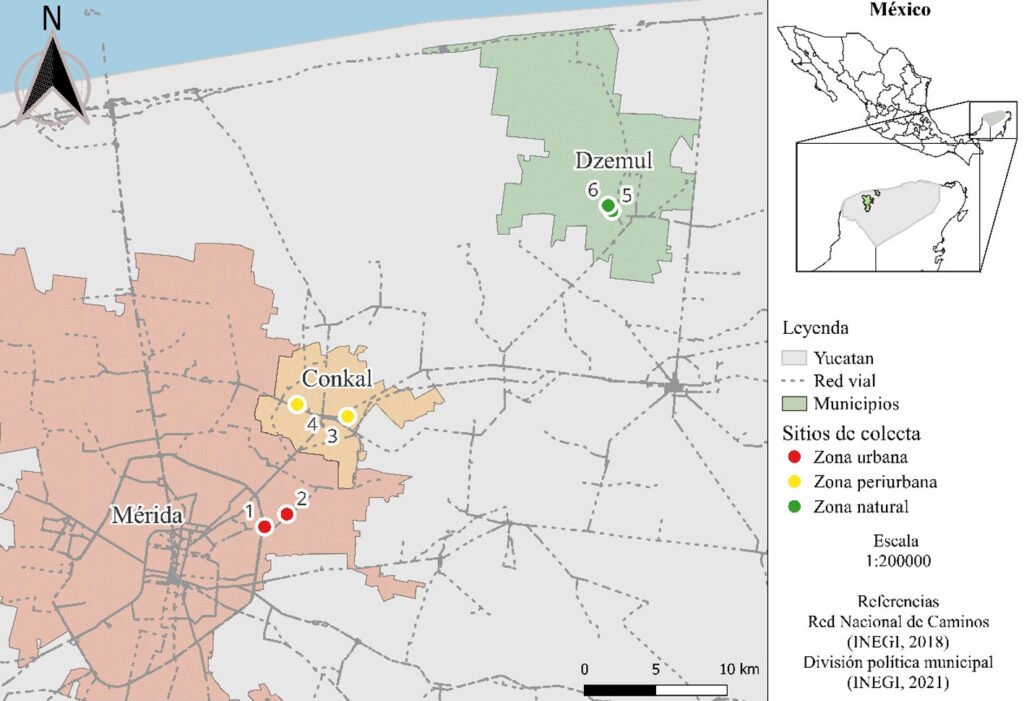 Figura 1. Localización de los sitios de muestreo de Mérida, Conkal y Dzemul en Yucatán, México. Los sitios fueron clasificados con diferentes niveles de perturbación. Los puntos indican los sitios donde fueron colocadas las trampas Malaise: zona urbana con nivel alto de perturbación (rojo), zona periurbana con nivel intermedio de perturbación (amarillo) y zona natural con bajo nivel de perturbación (verde).