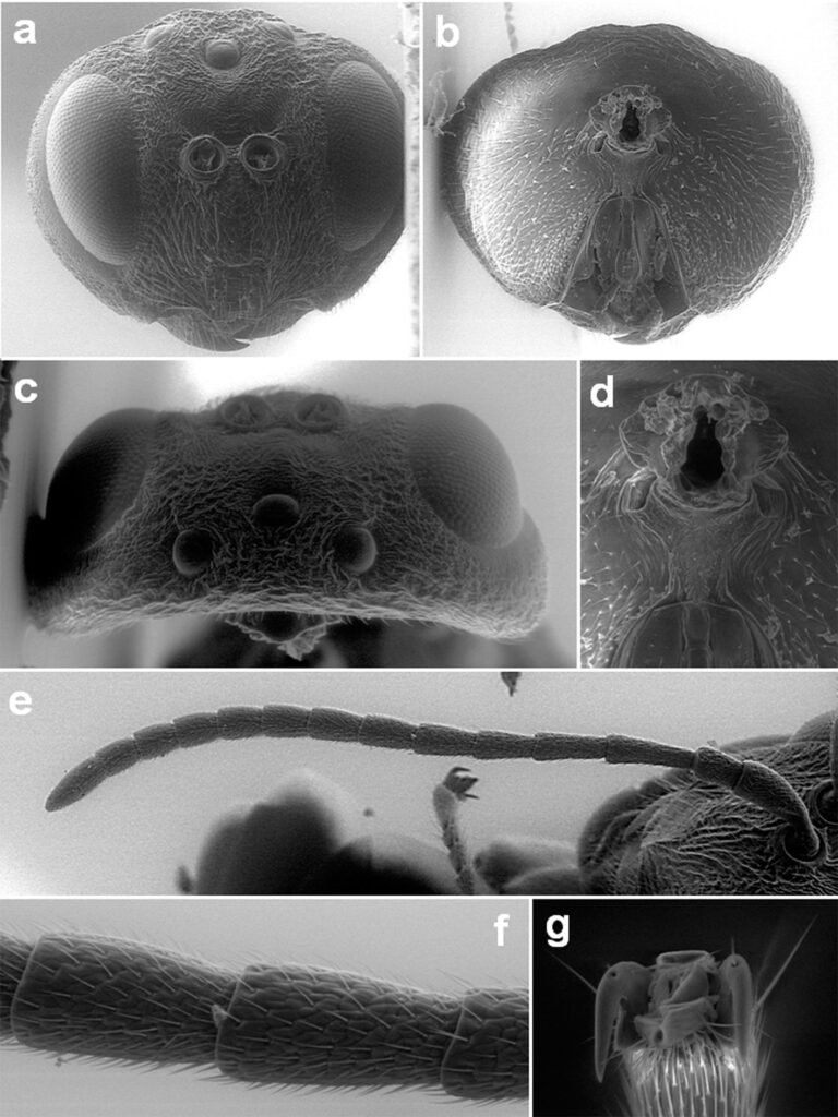 Figure 1. Andricus protector sp. nova. a) Head in frontal view; b) head in posterior view; c) head in dorsal view; d) detail of gula; e) antenna; f) F4 and F5; g) tarsal claws.