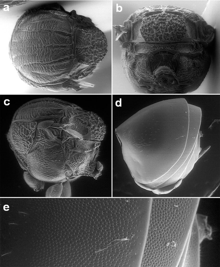 Figure 2. Andricus protector sp. nova. a) Mesosoma in dorsal view; b) mesosoma in posterior view; c) mesosoma in lateral view; d) metasoma; e) detail 2nd and 3rd metasomal segments.