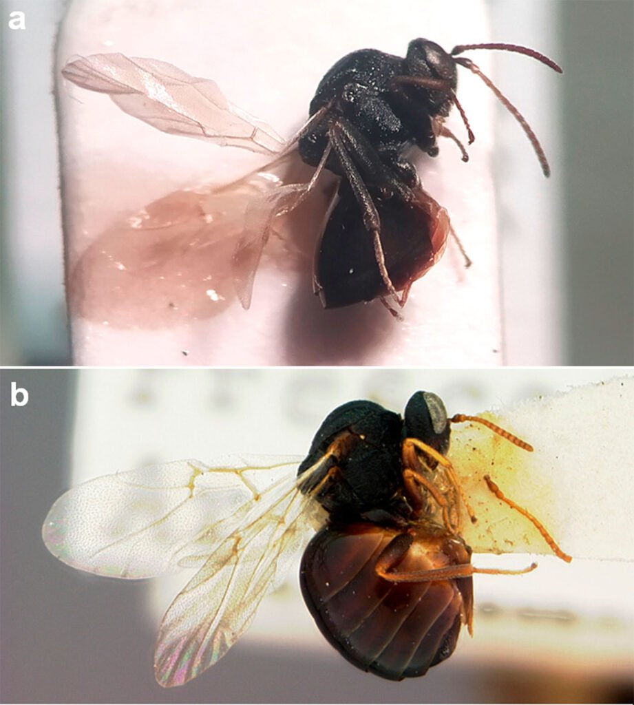 Figure 3. Lateral habitus of a) Andricus protector sp. nova., b) A. formosalis [Picture obtained from Type Search of Smithsonian Entomological Collections, http://n2t.net/ark:/65665/m36fc57b94-797e-4d41-b88c-58776f4ed1d3]