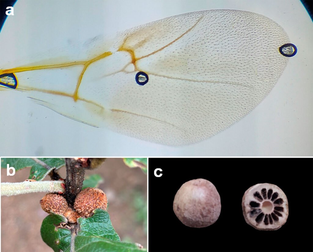 Figure 4. Andricus protector sp. nova. a) Forewing; b) young galls; c) mature gall and cut gall.