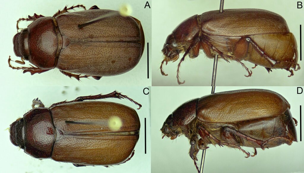 Figura 2. Phyllophaga (Phytalus) psittacina sp. nov. Holotipo macho (A, B) y paratipo hembra (C, D). A, C) Hábito dorsal; B, D) hábito lateral. Escala = 4.5 mm.