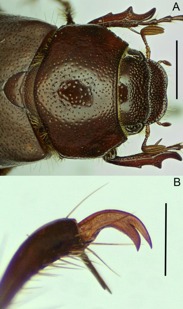 Figura 3. Phyllophaga (Phytalus) psittacina sp. nov. Holotipo macho: A) pronoto; B) uña protarsal. Escala: A) = 3.0 mm, B) 0.5 mm.
