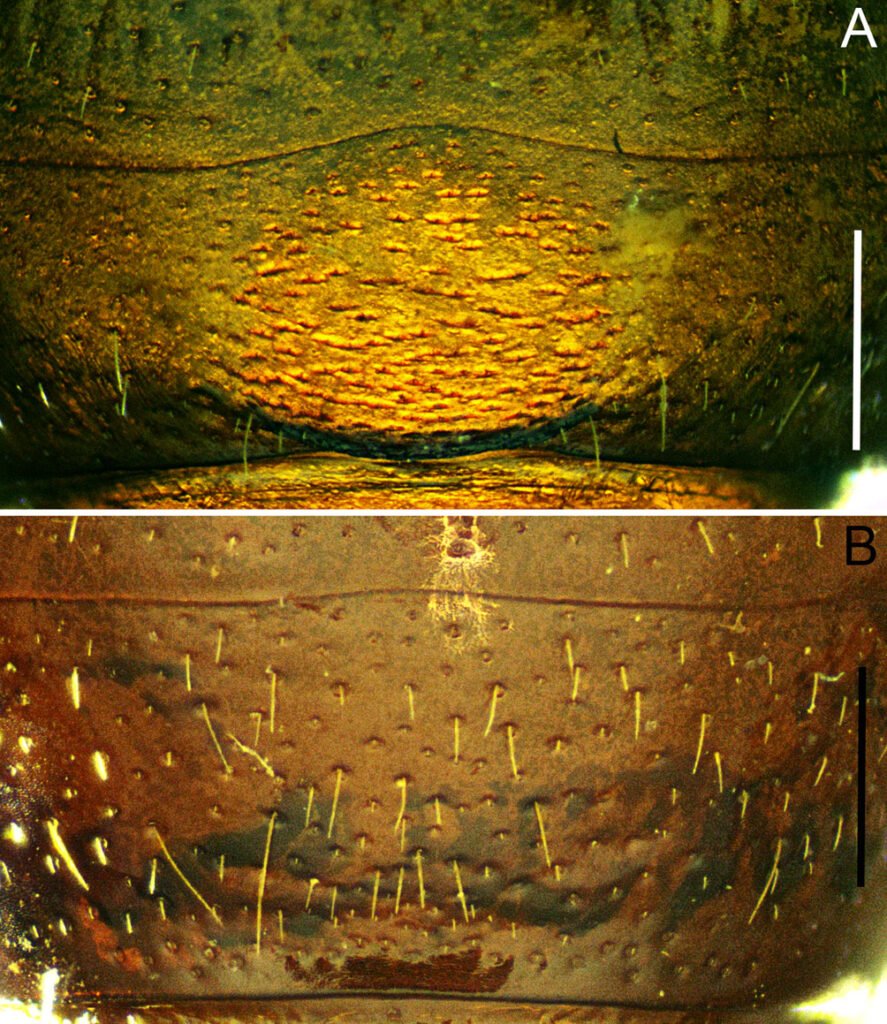 Figura 4. Phyllophaga (Phytalus) psittacina sp. nov. Holotipo macho: A) quinto terguito abdominal. Paratipo hembra: B) quinto terguito abdominal. Escala = 0.7 mm.