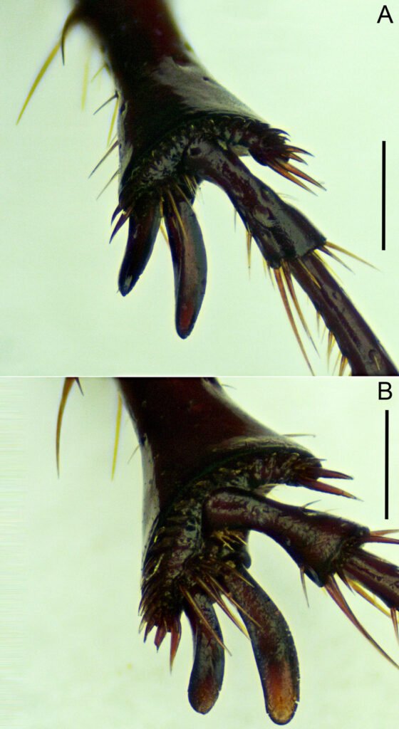 Figura 5. Espuelas metatibiales en Phyllophaga (Phytalus) psittacina sp. nov. A) Holotipo macho; B) Paratipo hembra paratipo. Escala = 0.8 mm.