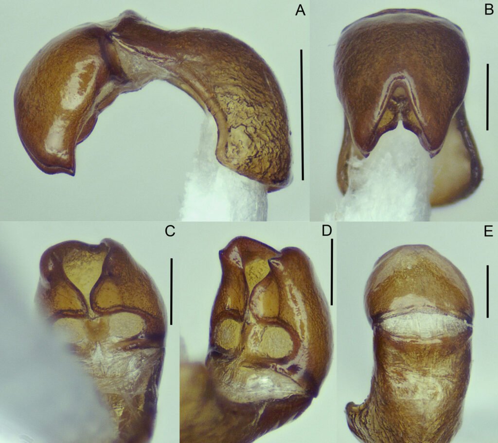 Figura 6. Cápsula genital masculina en Phyllophaga (Phytalus) psittacina sp. nov. (holotipo). A) Edeago en vista lateral; B) parámeros en vista frontal; C, D) parámeros en vista ventral; E) parámeros en vista dorsal. Escala: A) = 1.0 mm, B-E) = 0.5 mm.