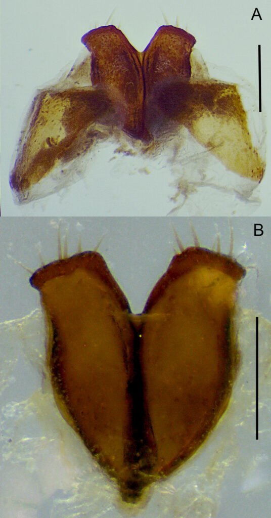 Figura 7. Placas genitales femeninas en Phyllophaga (Phytalus) psittacina sp. nov. (paratipo). A) Vista ventral; B) detalle de las placas genitales inferiores. Escala: A) = 1.0 mm, B-E) = 0.5 mm.