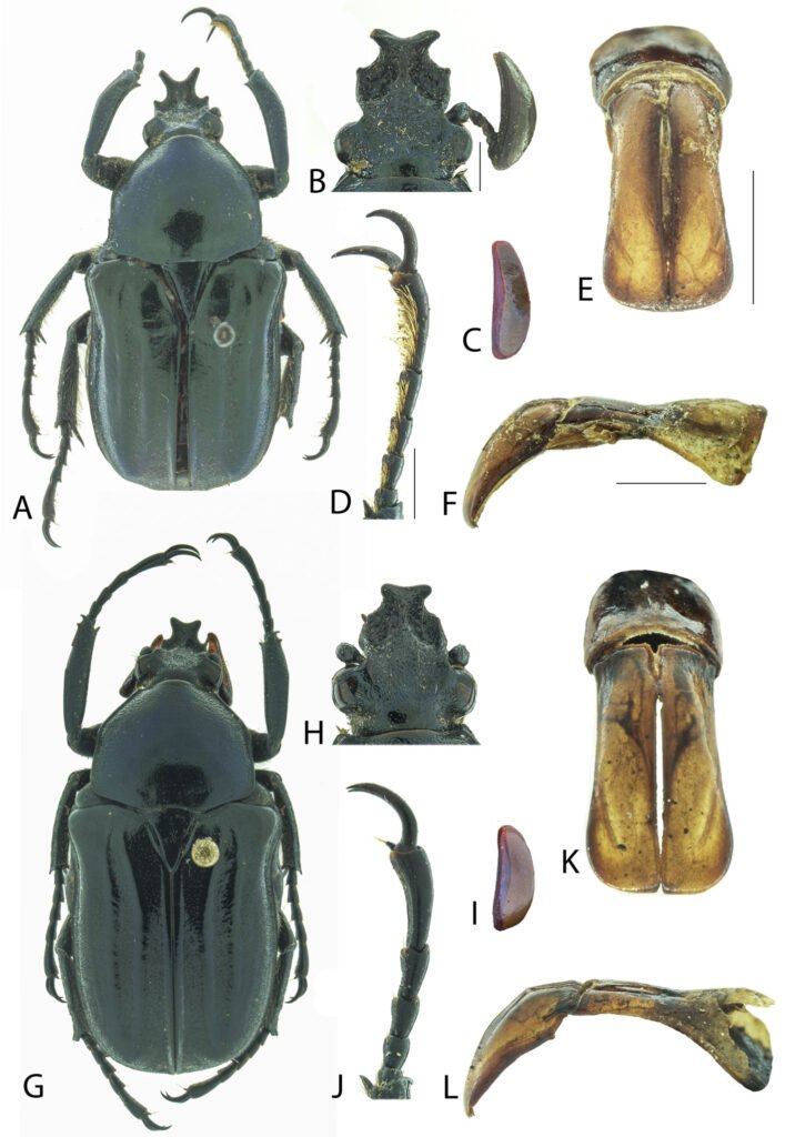 Figura 1 A-F. Neoscelis septentrionalis sp. nov. A) Habitus del holotipo; B) cabeza; C) vista lateral del último artejo de la maza antenal; D) protarsos; E) parámeros en vista frontal; F) edeago en vista lateral. G-L. Neoscelis longiclava. G) Habitus; H) cabeza; I) vista lateral del último artejo del club antenal; J) protarsos; K) parámeros en vista frontal; L) edeago en vista lateral.