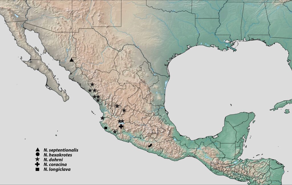 Figura 2. Distribución de las especies del género Neoscelis.