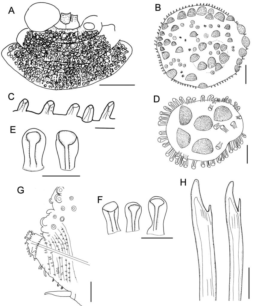 Figure 1. Hermenia verruculosa Grube & Örsted in Grube, 1856, restricted, holotype (UZMC-1101). A, Anterior end; B, first elytron; C, same, marginal papillae; D, elytron from median segment; E, papillae from elytral surface; F, same, marginal papillae; G, parapodium from median segment; H, same, neurochaetae. Scale bars: A, 1 mm; B, G, 250 µm; C, 25 µm; D, 35 µm; E, 62.5 µm; F, 40 µm; H, 71.2 µm.