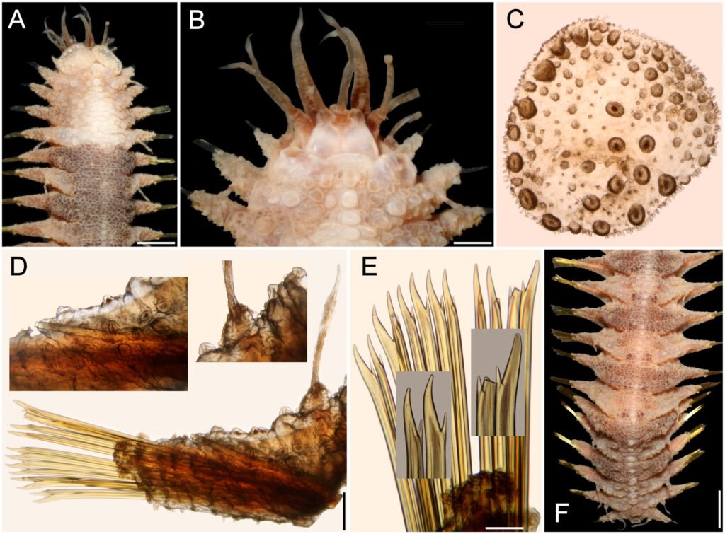 Figure 10. Hermenia treadwelli sp. nov., non-type specimen (ECOSUR 1318), slightly dehydrated. A, Anterior region, dorsal view; B, anterior end, dorsal view, first pair of elytra removed; C, first left elytron, seen from above; D, chaetiger 12, right parapodium, frontal view (insets: notacicular lobe and dorsal cirrophore); E, same, neurochaetae (insets: tips of neurochaetae); F, posterior region, dorsal view. Scale bars: A, 1 mm; B, 0.4 mm; C, D, 0.2 mm; E, 0.1 mm; F, 1.4 mm.
