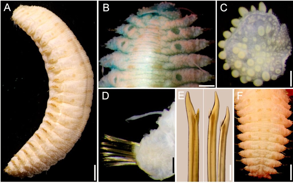 Figure 11. Hermenia wehei sp. nov., holotype (SMF 13608). A, Left view; B, anterior region after Methyl green staining; C, first left elytron, seen from above; D, chaetiger 16, left parapodium, posterior view; E, same, upper and lower neurochaetal tips; F, posterior region, dorsal view. Scale bars: A, 1.7 mm; B, 0.5 mm; C, 0.3 mm; D, 0.4 mm; E, 140 µm; F, 1.8 mm.