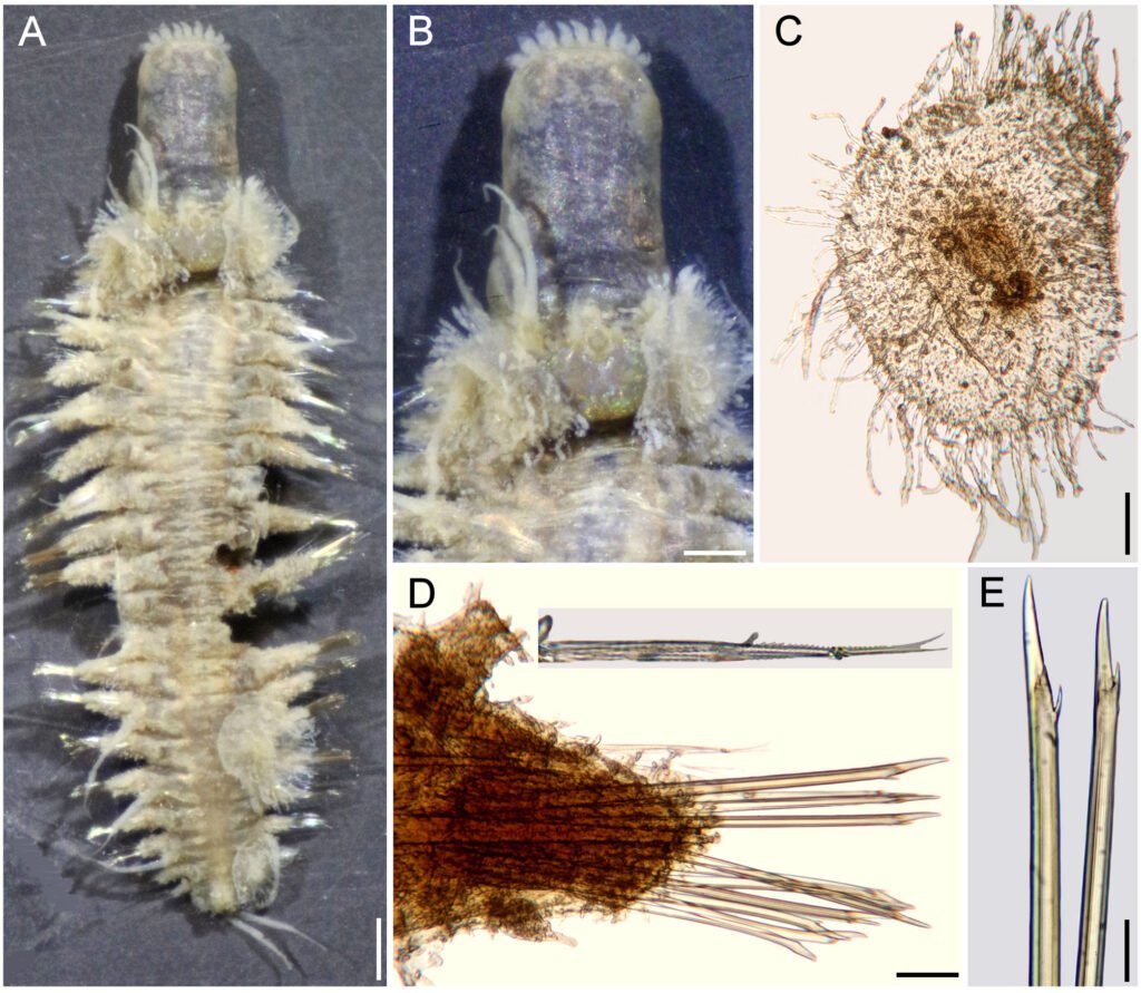 Figure 12. Parahermenia hermenioidea (Amoureux, 1974), gen. nov., comb. nov., holotype (MNHN POLY TYPE 1275). A, Dorsal view; B, anterior end, dorsal view; C, left elytron from unknown chaetiger; D, chaetiger 12, right parapodium, anterior view (inset: upper notochaetae); E, same, tips of upper neurochaetae. Scale bars: A, 0.3 mm; B, 0.2 mm; C, 90 µm; D, 50 µm; E, 25 µm.